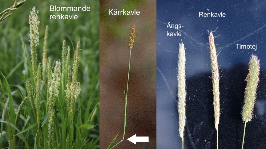 Bild på renkavle och de ogräs som lätt förväxlas med renkavle: kärrkavle, ängskavle och timotej.