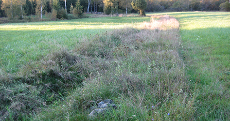 Ett bredare stycke med högt gräs och några stenar som gränsar till och skiljer av två åkrar. I bakgrunden syns några björkstammar.