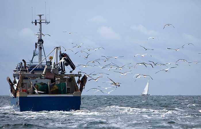 Fiskebåt till havs med sjöfåglar som flyger runt den.